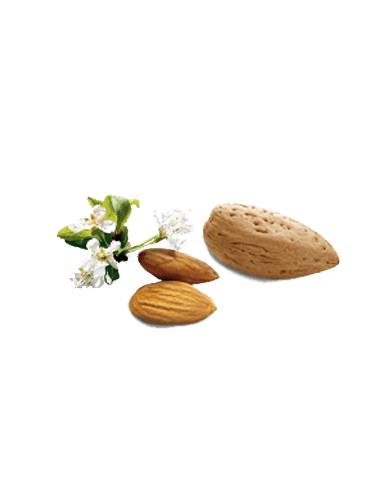 ingredients_amande1